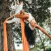 A woman performing aerial dance on a tree, showcasing skill and flexibility in Candelária, Brasil.